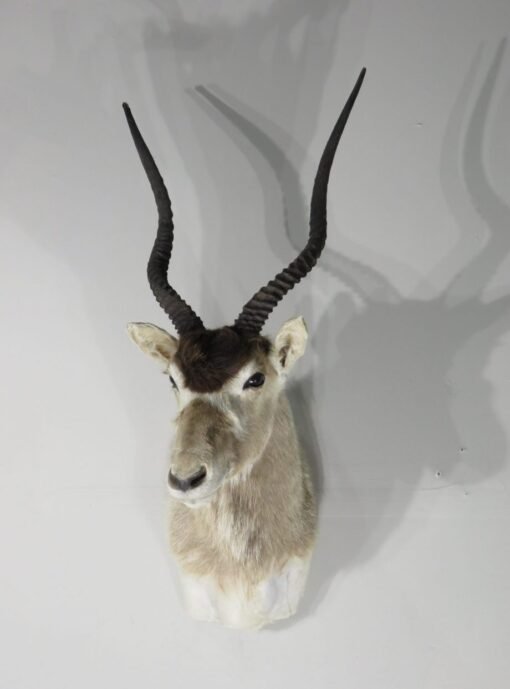 Addax Shoulder Mount. X-140AD