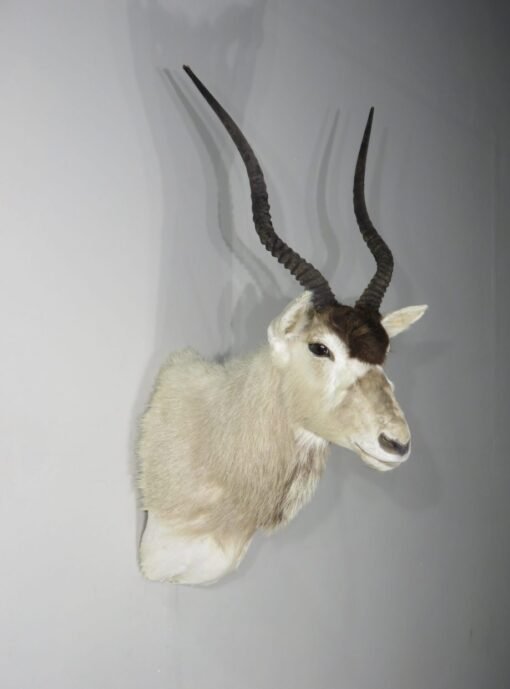 Addax Shoulder Mount. X-140AD
