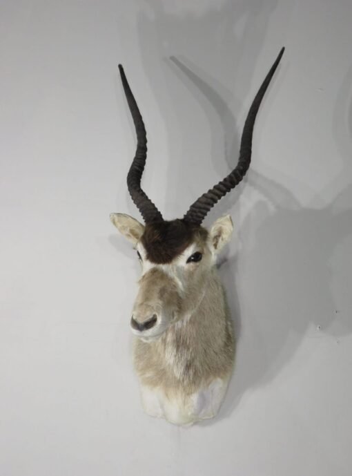 Addax Shoulder Mount. X-140AD