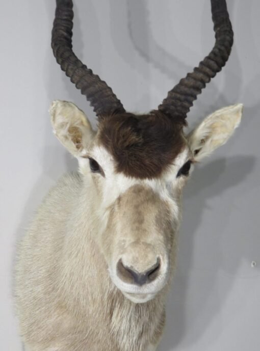 Addax Shoulder Mount. X-140AD