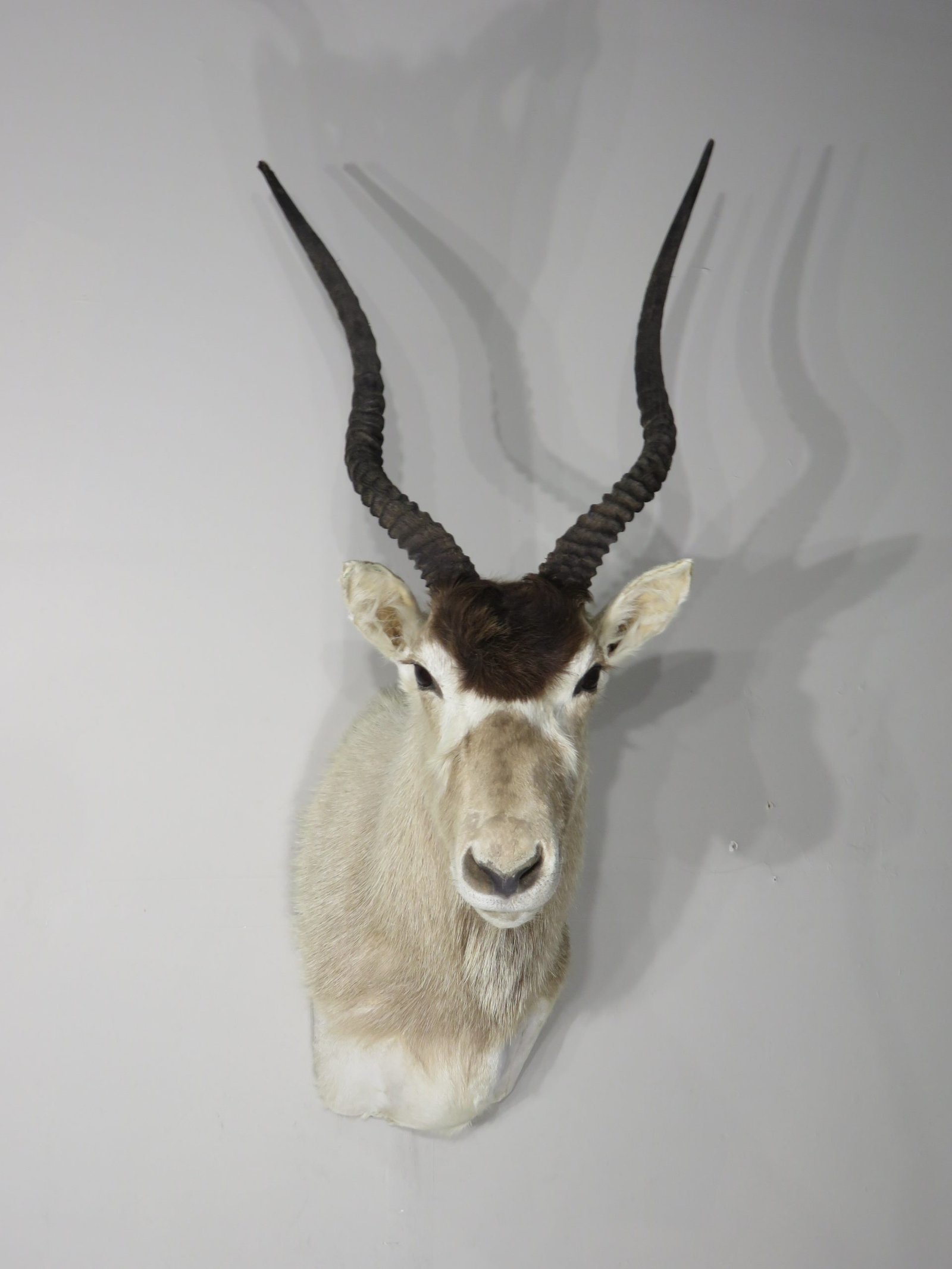 Addax Shoulder Mount. X-140AD