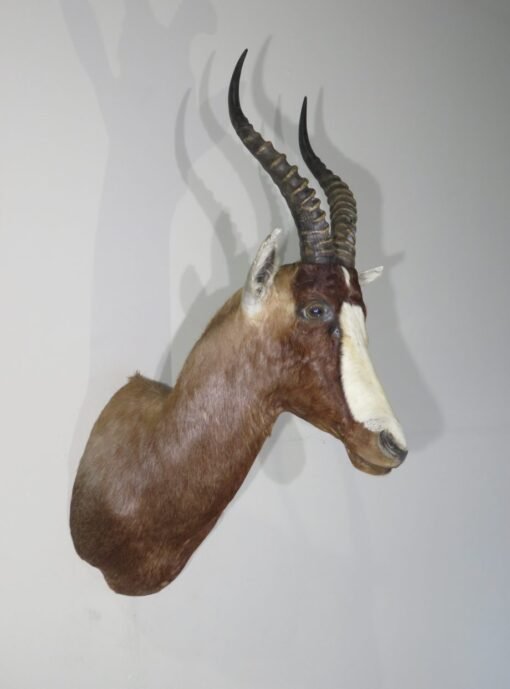 African Blesbok Shoulder. X-135BL