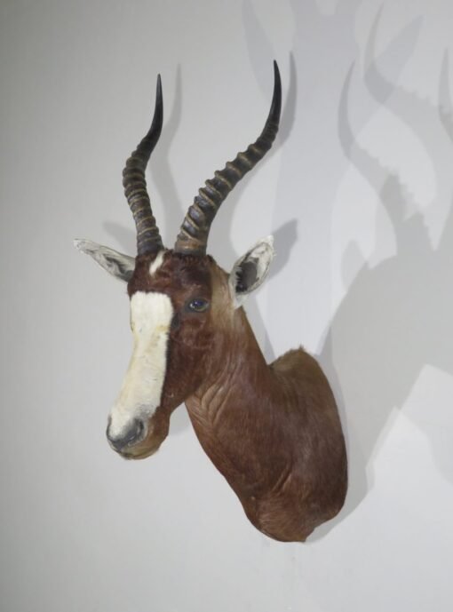 African Blesbok Shoulder. X-135BL