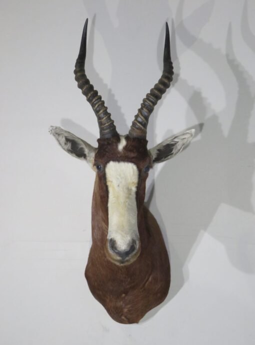 African Blesbok Shoulder. X-135BL