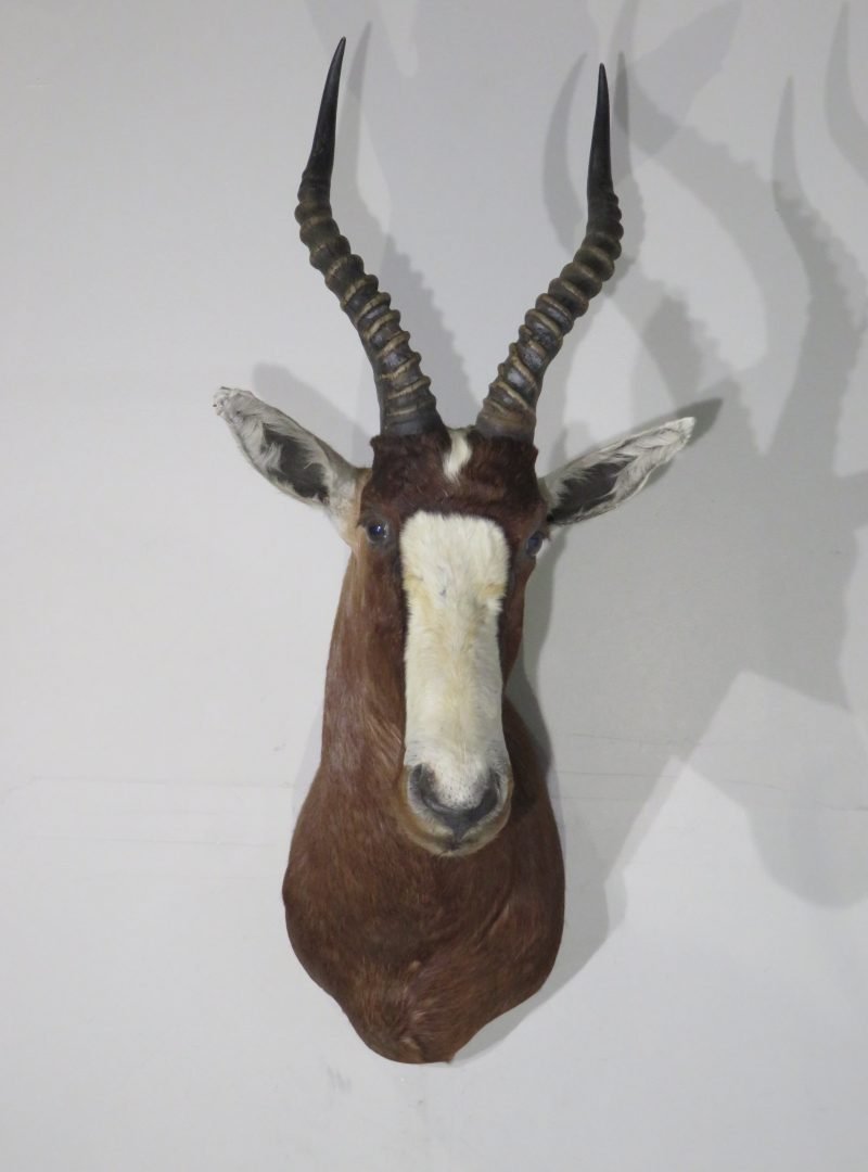 African Blesbok Shoulder. X-135BL