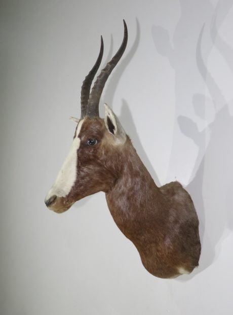 African Blesbok Taxidermy Mount. X-131BB