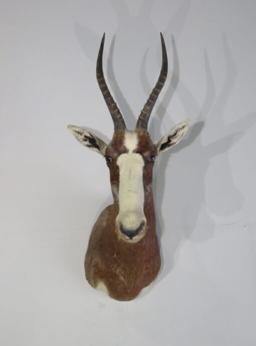 African Blesbok Taxidermy Mount. X-131BB