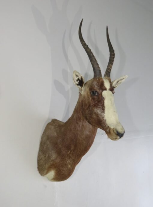 African Blesbok Taxidermy Mount. X-131BB