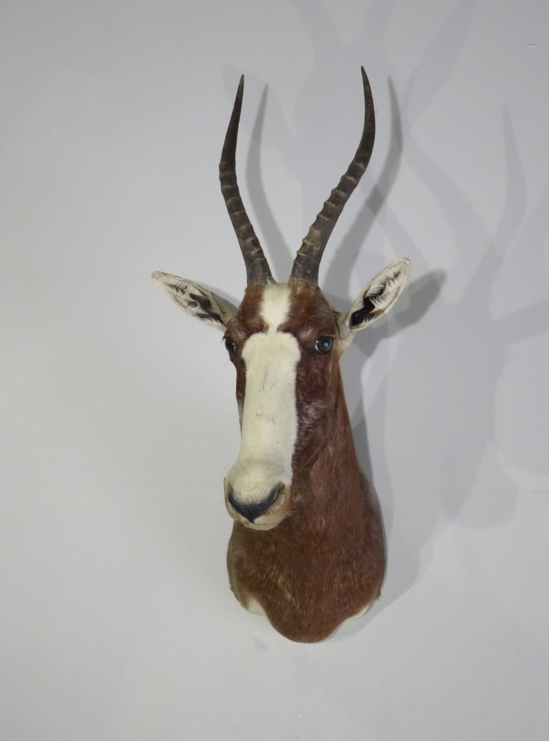 African Blesbok Taxidermy Mount. X-131BB