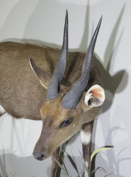 African Bushbuck Life Size Mount. X-121BU
