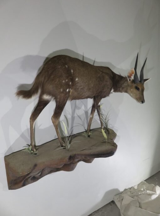 African Bushbuck Life Size Mount. X-121BU