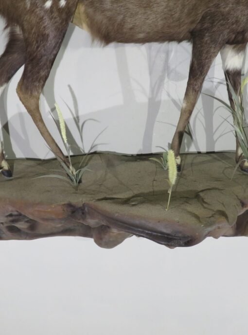 African Bushbuck Life Size Mount. X-121BU