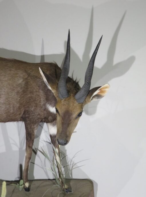 African Bushbuck Life Size Mount. X-121BU
