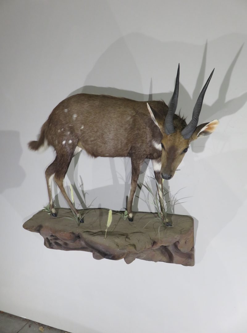 African Bushbuck Life Size Mount. X-121BU