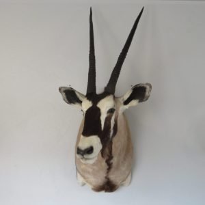 Gemsbok shoulder mount X-158OR