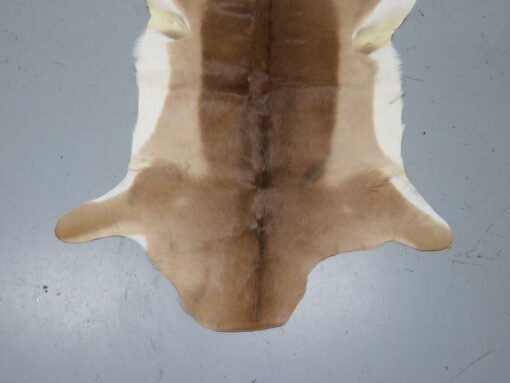 African Impala Taxidermy Skin/Hide. X-138IM