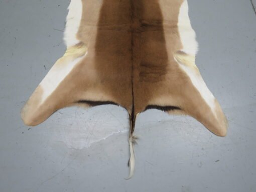 African Impala Taxidermy Skin/Hide. X-138IM