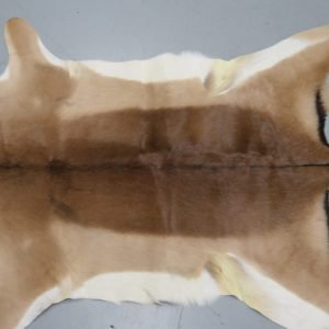 African Impala Taxidermy Skin/Hide. X-138IM