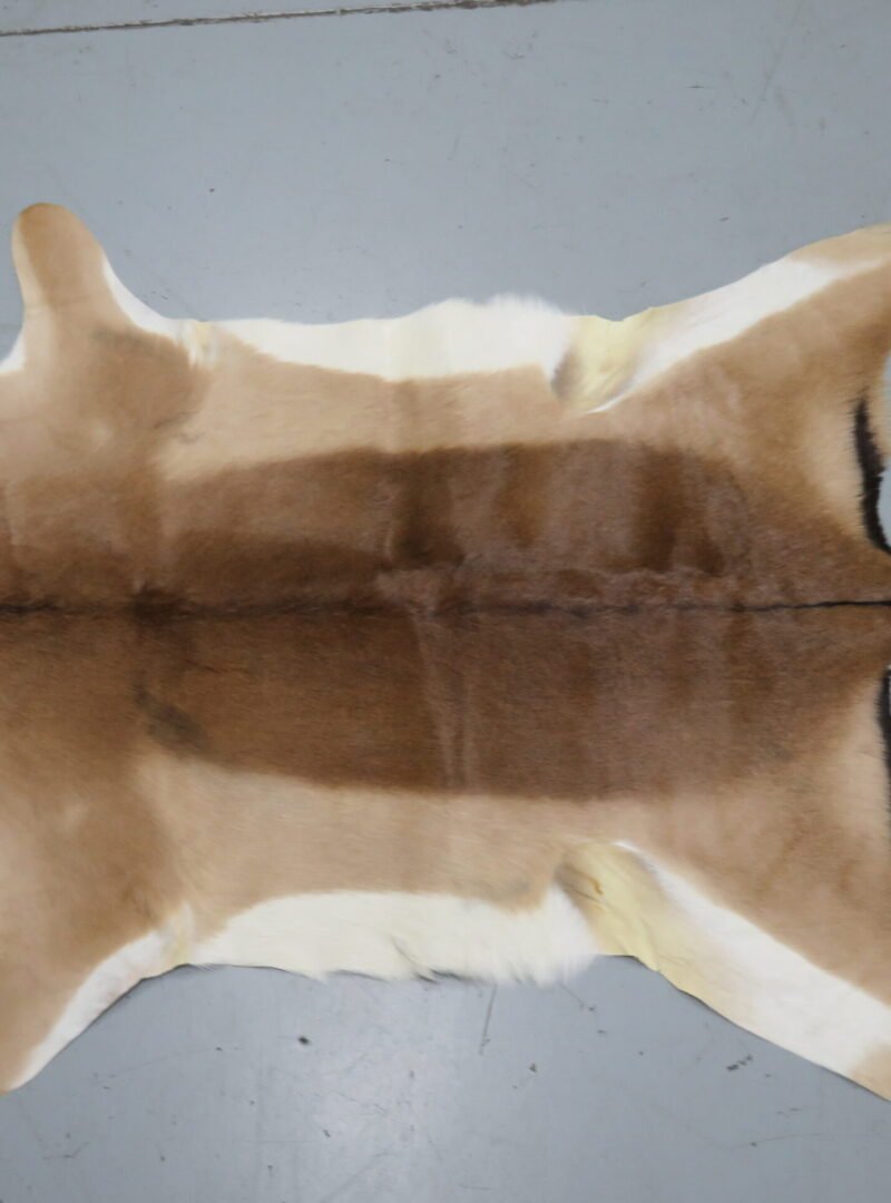 African Impala Taxidermy Skin/Hide. X-138IM