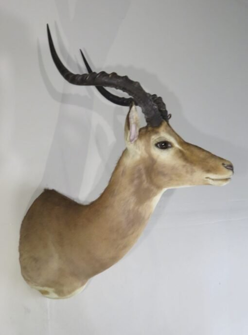 African Impala Taxidermy. X-132IM