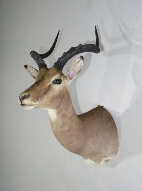 African Impala Taxidermy. X-132IM