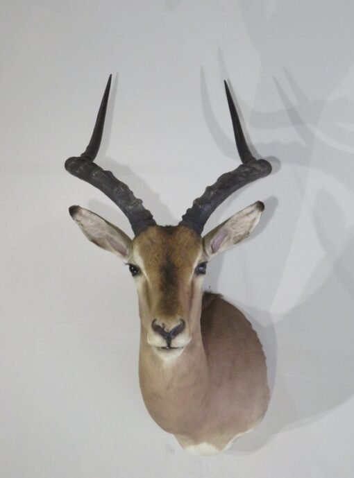 African Impala Taxidermy. X-132IM