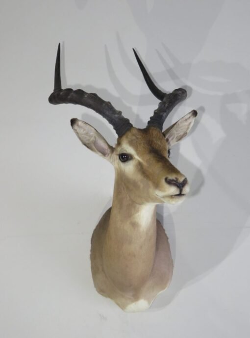African Impala Taxidermy. X-132IM