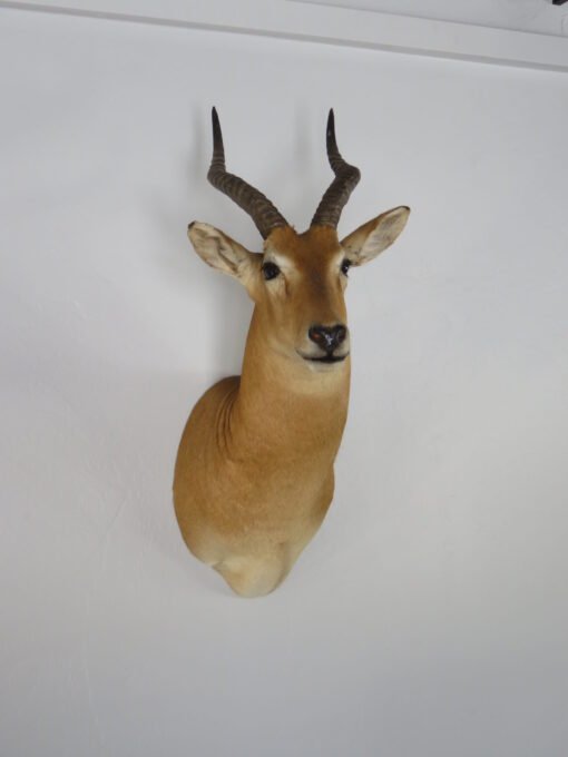African Puku Taxidermy Mount. X-133PU