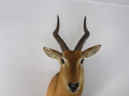African Puku Taxidermy Mount. X-133PU
