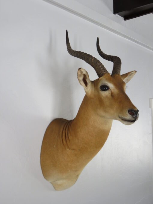 African Puku Taxidermy Mount. X-133PU