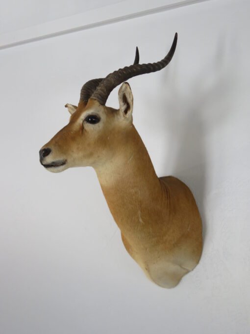 African Puku Taxidermy Mount. X-133PU