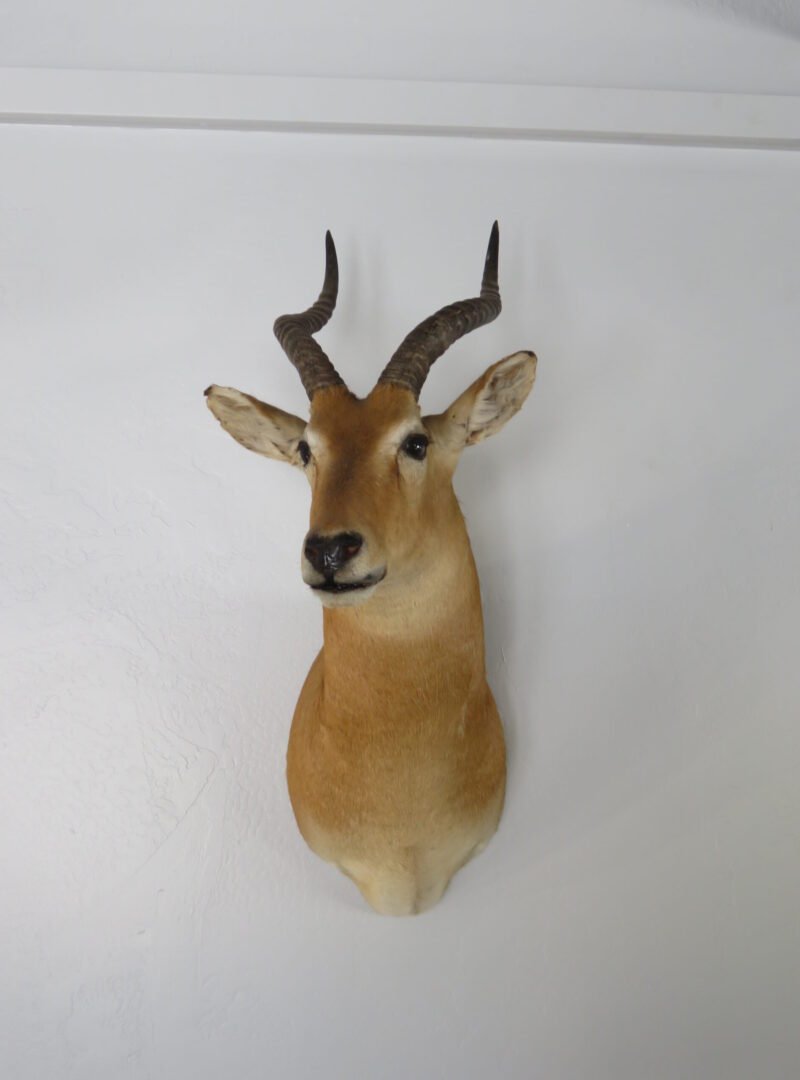 African Puku Taxidermy Mount. X-133PU