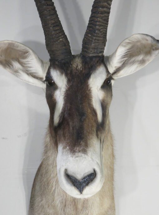 African Roan Taxidermy Trophy. X-163RO