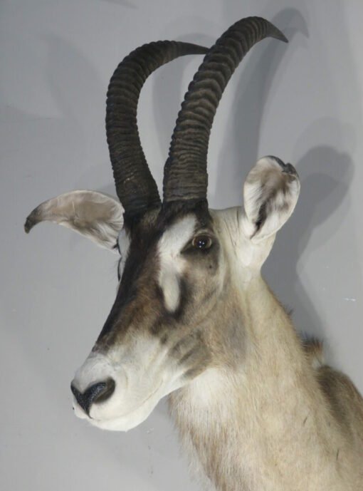 African Roan Taxidermy Trophy. X-163RO