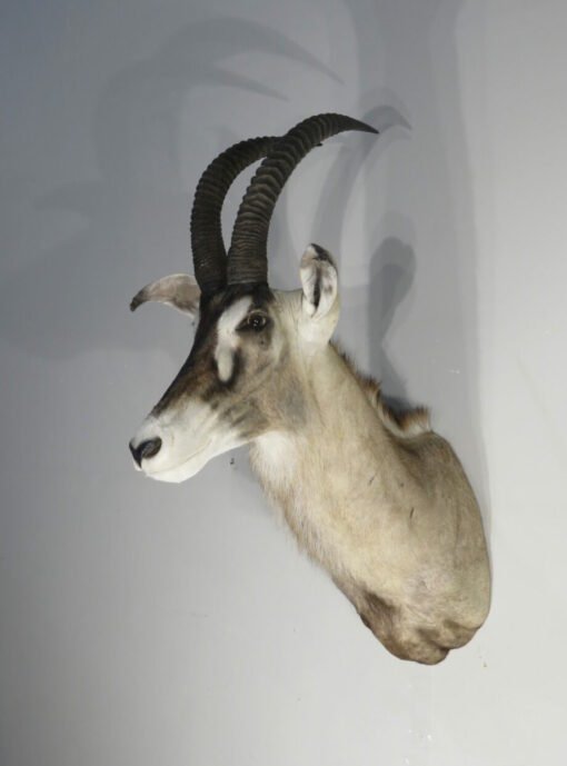 African Roan Taxidermy Trophy. X-163RO