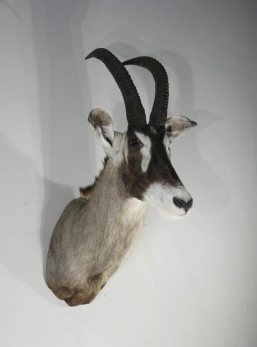 African Roan Taxidermy Trophy. X-163RO