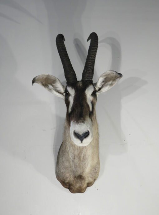African Roan Taxidermy Trophy. X-163RO