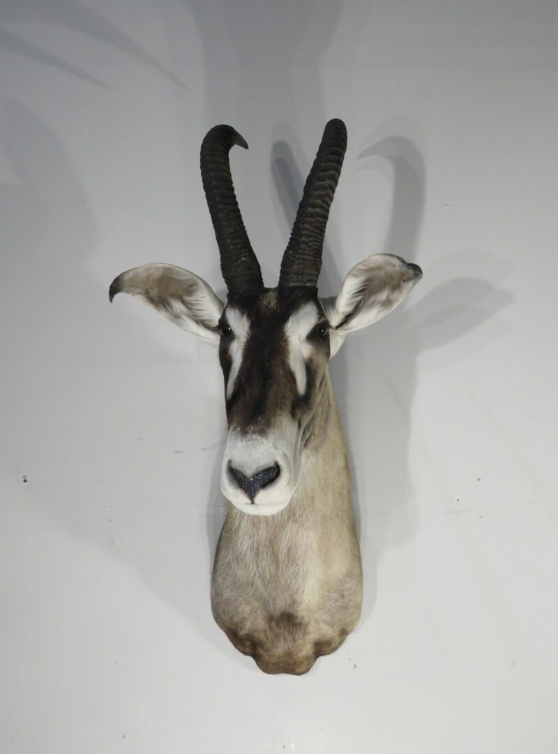 African Roan Taxidermy Trophy. X-163RO
