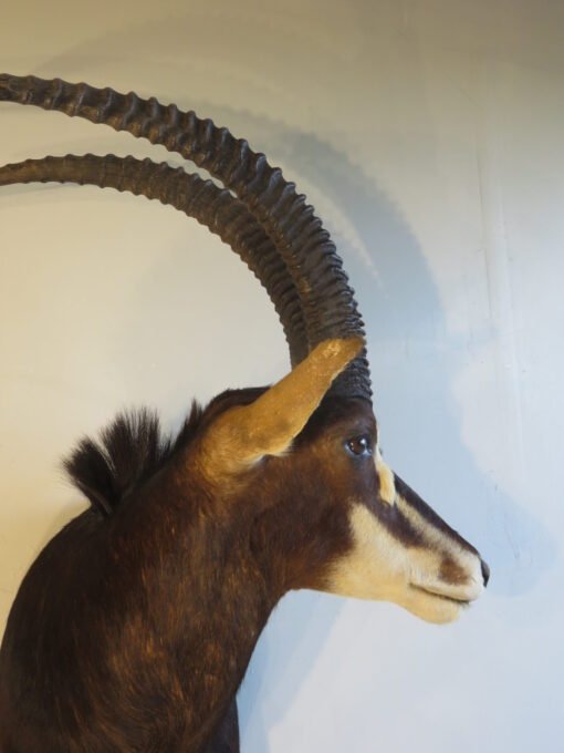 African Sable Taxidermy. X-126SA
