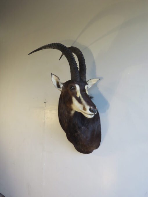 African Sable Taxidermy. X-126SA