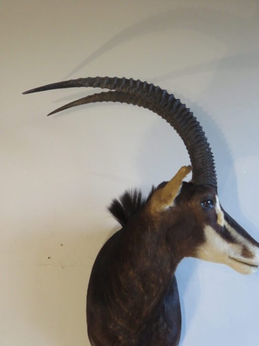 African Sable Taxidermy. X-126SA