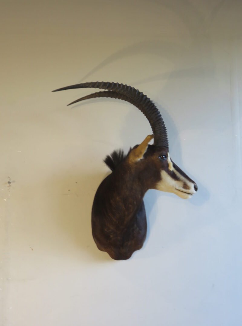 African Sable Taxidermy. X-126SA