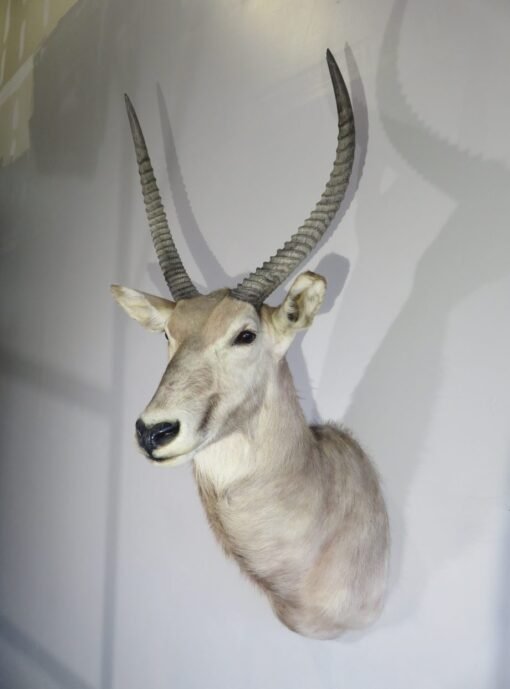 African Waterbuck Shoulder Mount X-114W