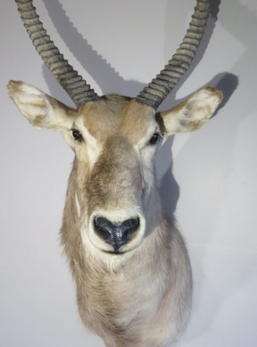 African Waterbuck Shoulder Mount X-114W