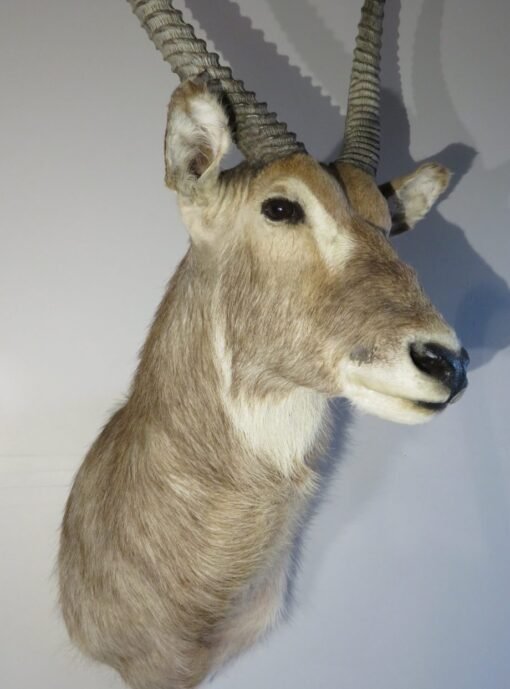 African Waterbuck Shoulder Mount X-114W