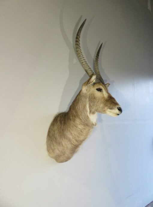 African Waterbuck Shoulder Mount X-114W