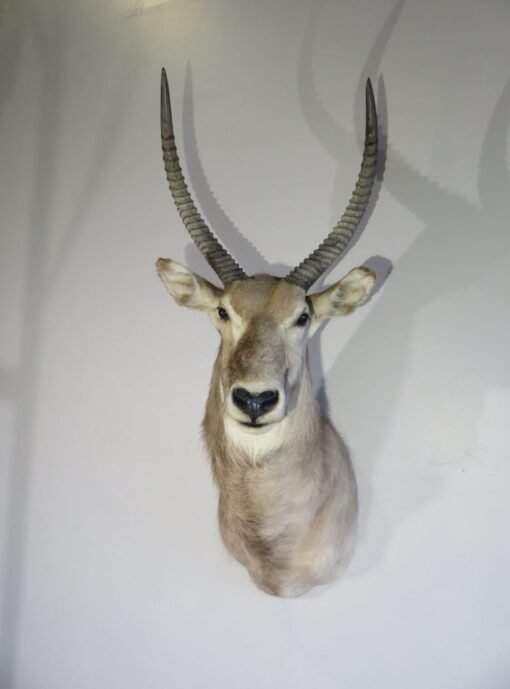 African Waterbuck Shoulder Mount X-114W
