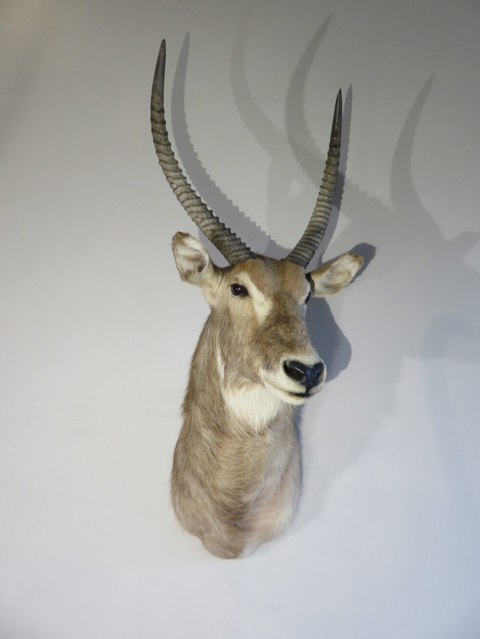 African Waterbuck Shoulder Mount X-114W