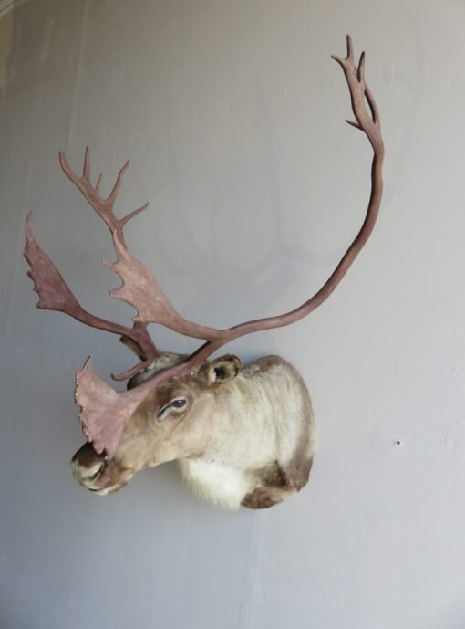 Barren Ground Caribou Shoulder Mount O-113C
