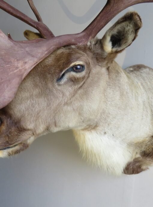 Barren Ground Caribou Shoulder Mount O-113C